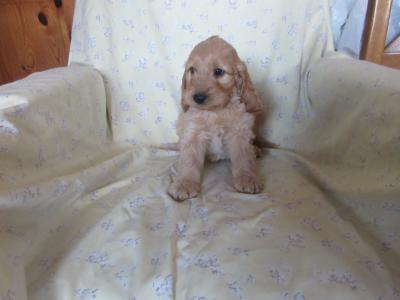 Cockapoo puppies in Carlow